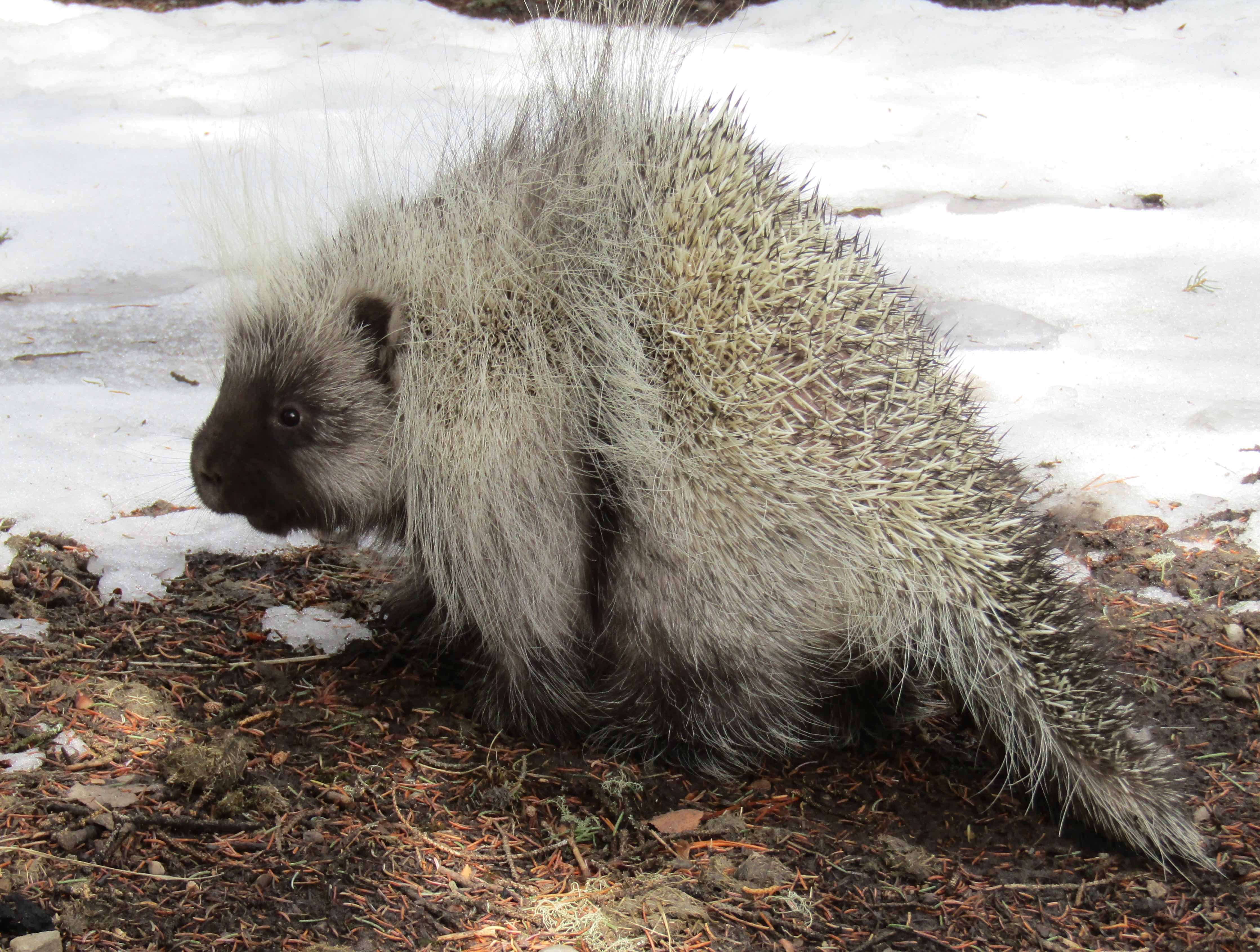 pregnant porcupine