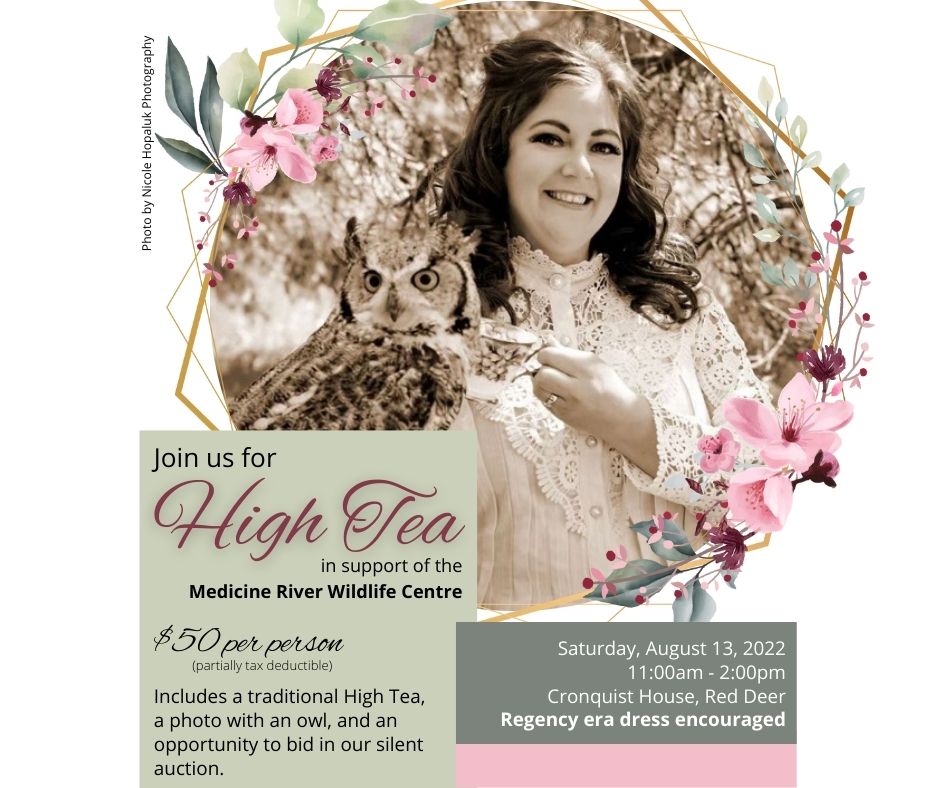 High Tea Website News4