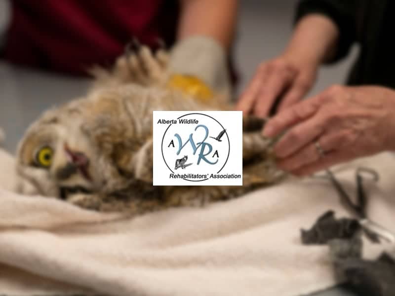 Alberta Wildlife Rehabilitators Association logo