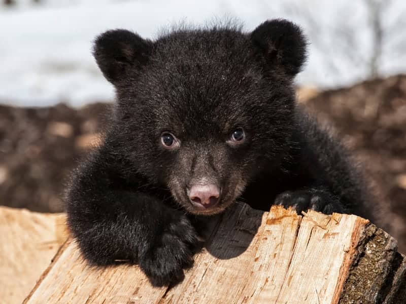 Black bear cub