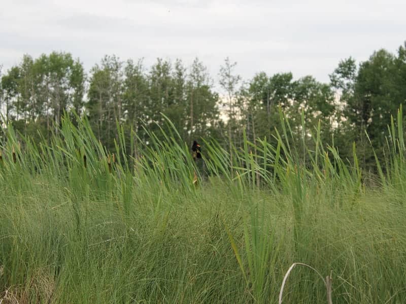 Blackbird on wetland