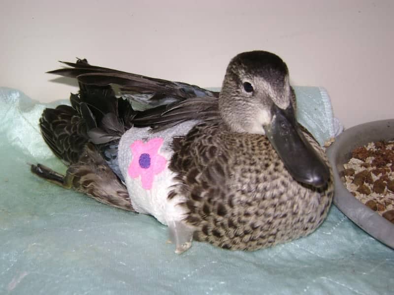 Duck with bandage on body