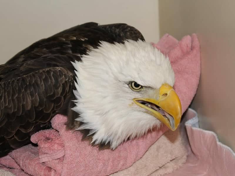 Blad eagle receiving medical treatment