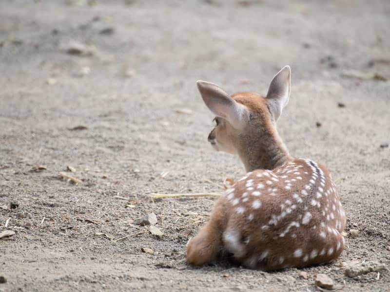 Deer fawn resting on ground