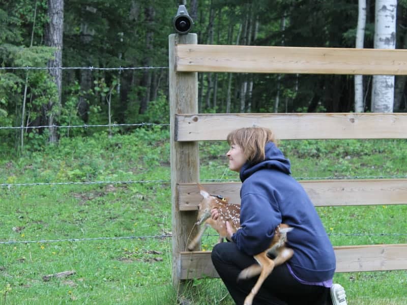 Woman carrying deer fawn to wire fence