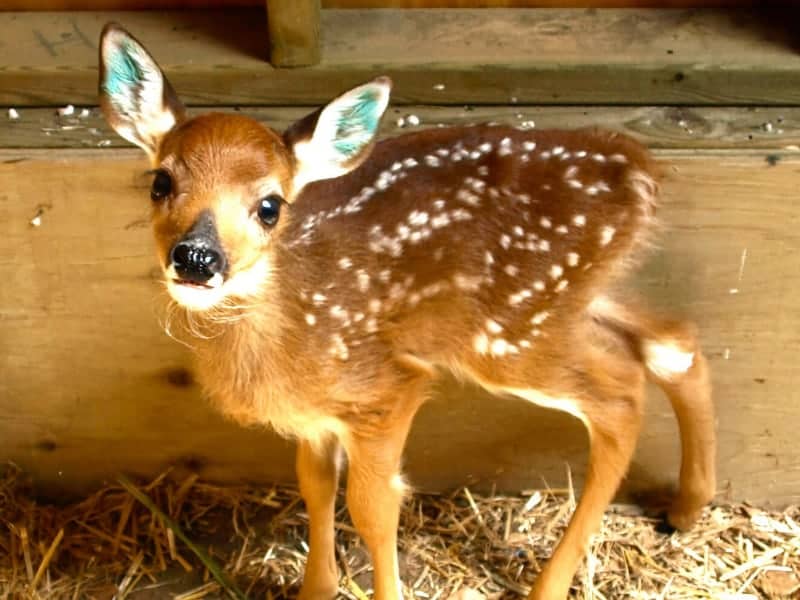 Fawn with markings
