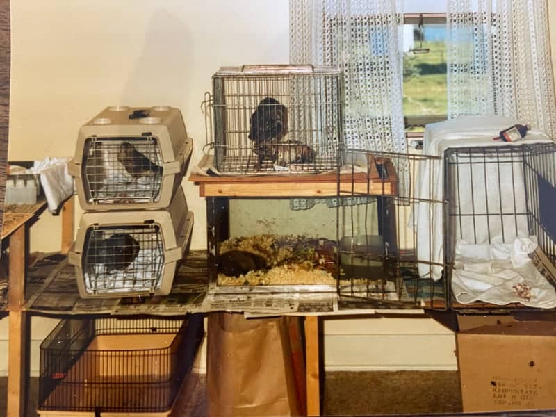 Various birds in carriers and cages