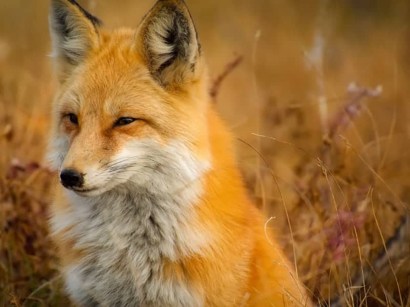Fox sitting in tall grass