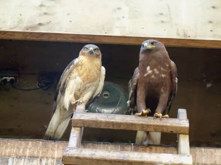 Two hawks sitting on perch