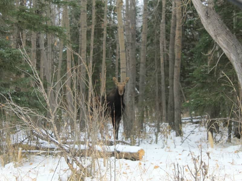 Moose walking in trees