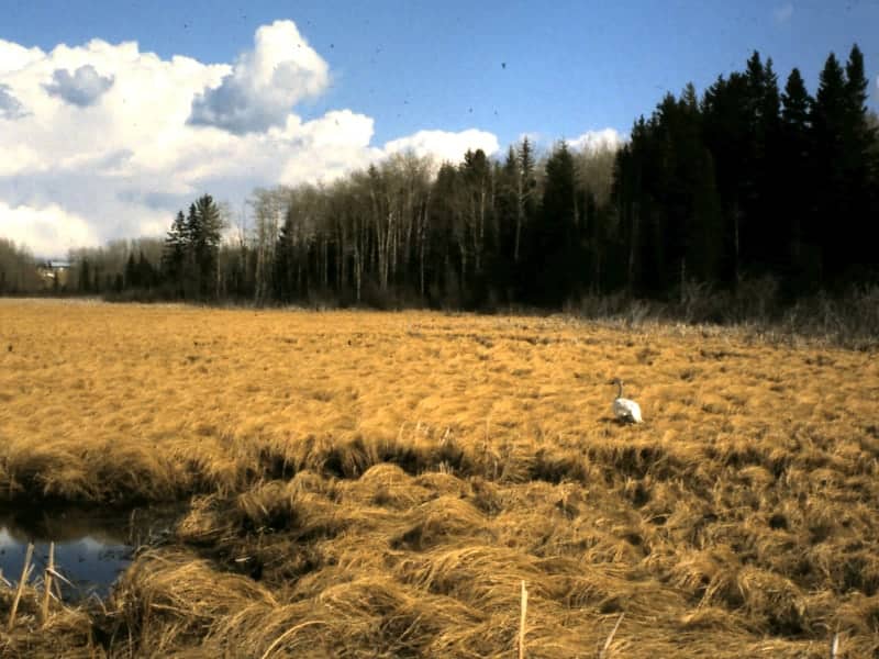 Open wetlands with trees in background