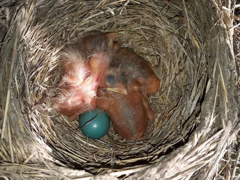 Newborn robins in nest
