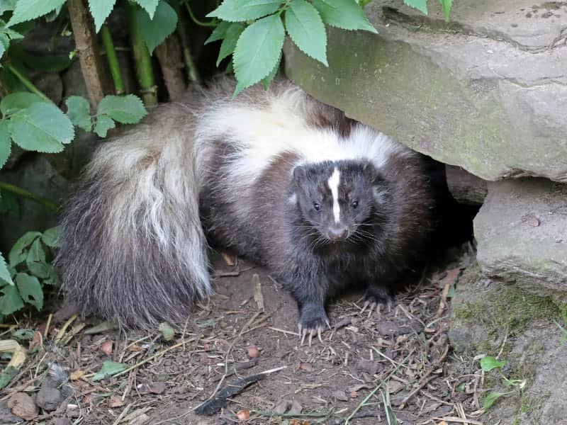 Skunk under rocky outcrop