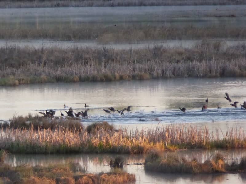 Wetland with birds taking off
