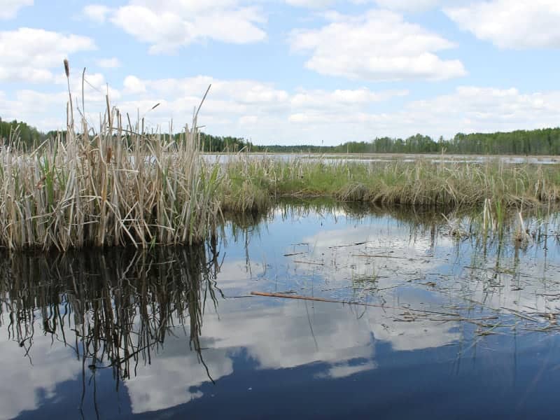Wetland being viewed from a canoe