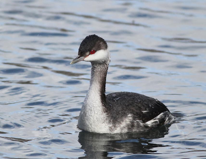 Grounded Grebe in water