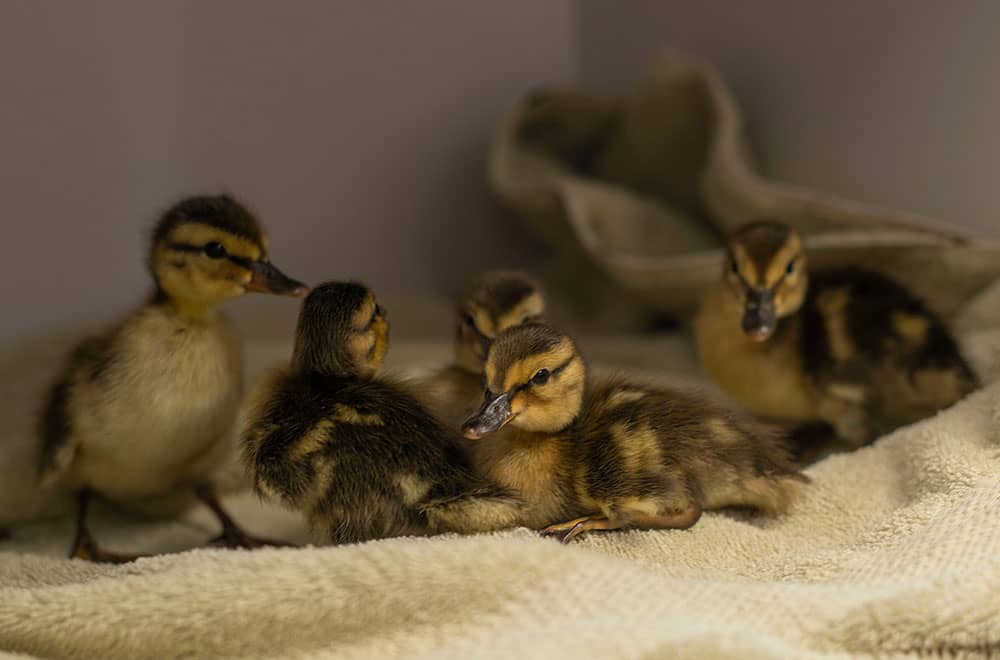 Group of yellow and brown ducklings