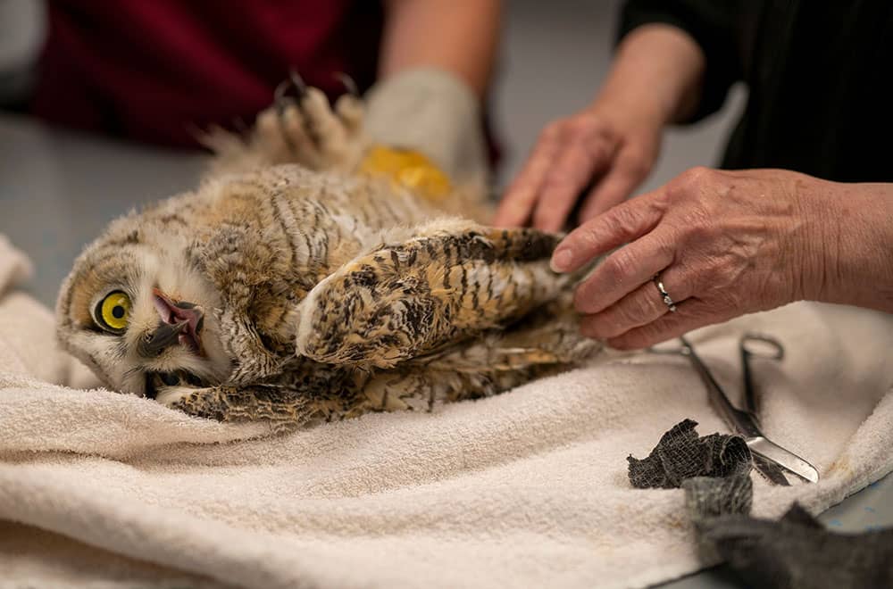 Owl being treated in hospital