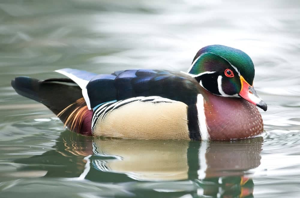 Colourful duck swimming in water