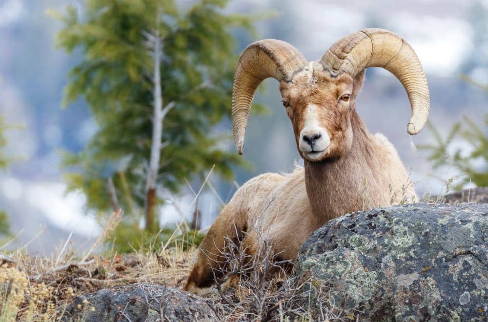 Bighorn sheep sitting on rocky outcrop