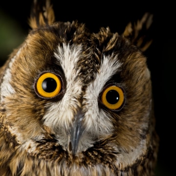 Close up of yellow-eyed owl