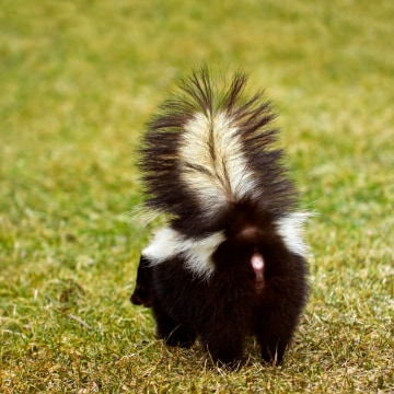 Small skunk with tail raised