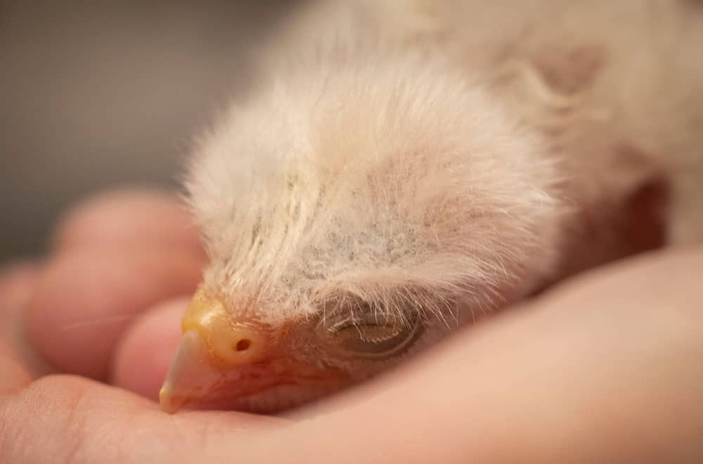 Small bird receiving medical assistance