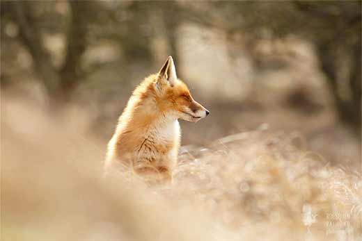 Red fox in field of grass