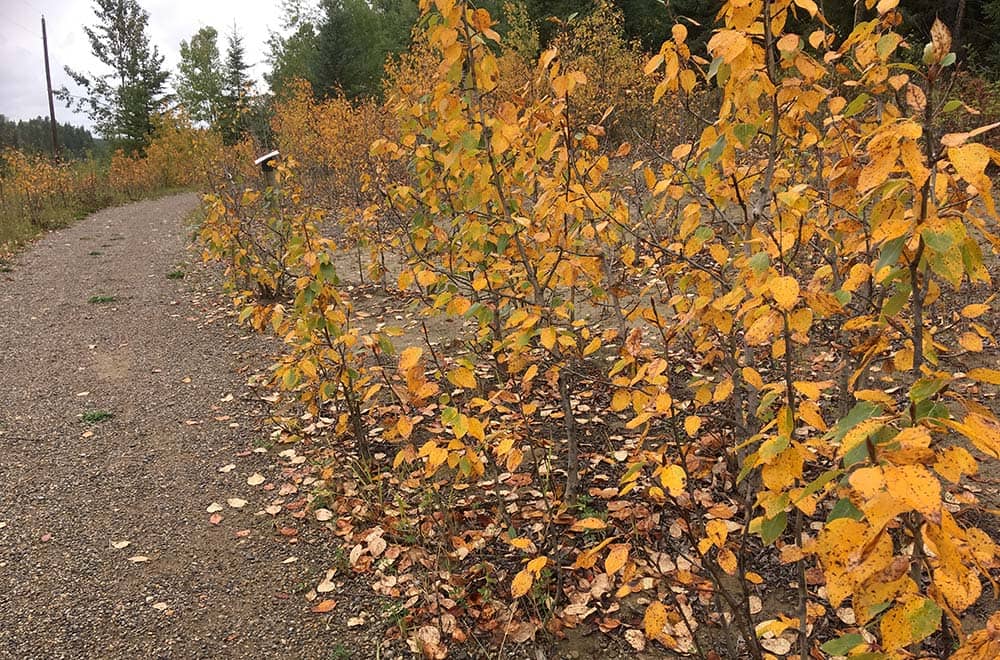 Nature trail with yellow coloured leaves