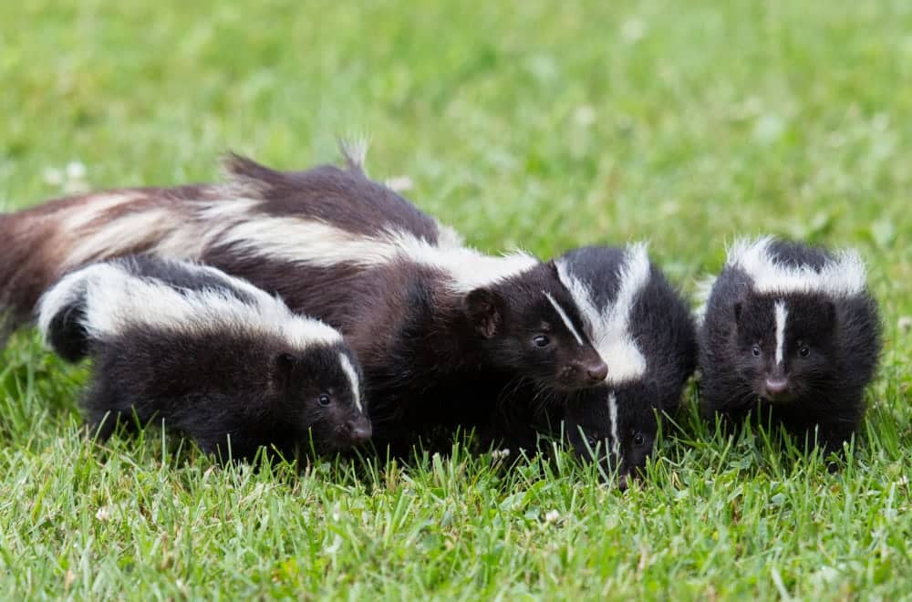 Family of skunks on grass